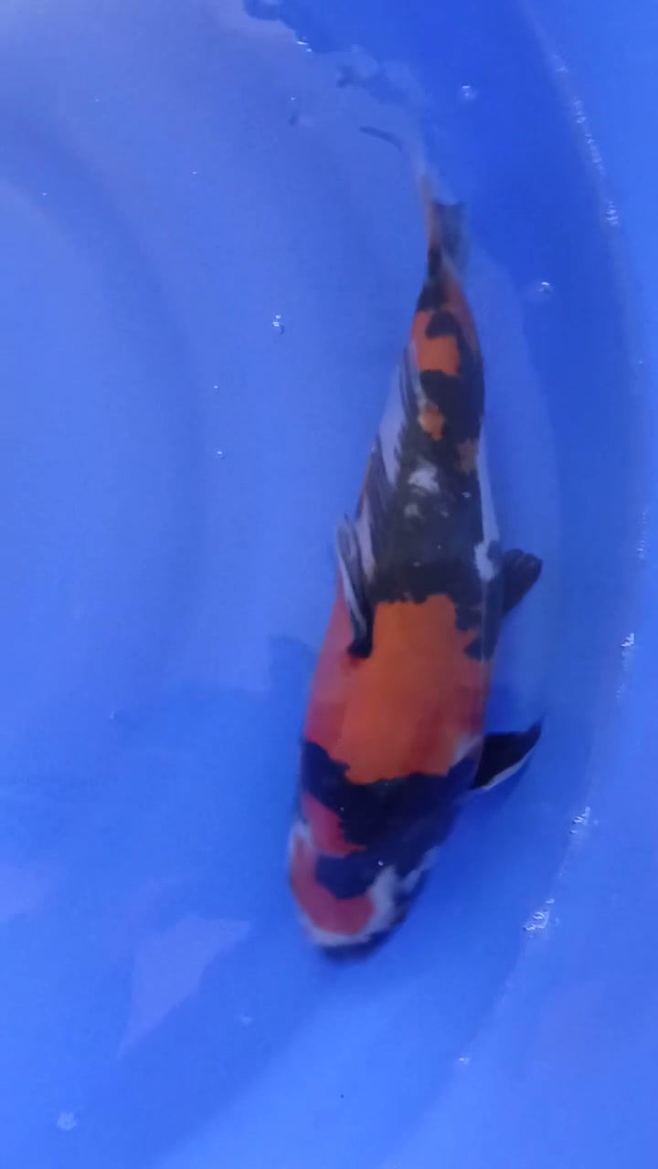 Thumbnail: Doitsu Showa (5)