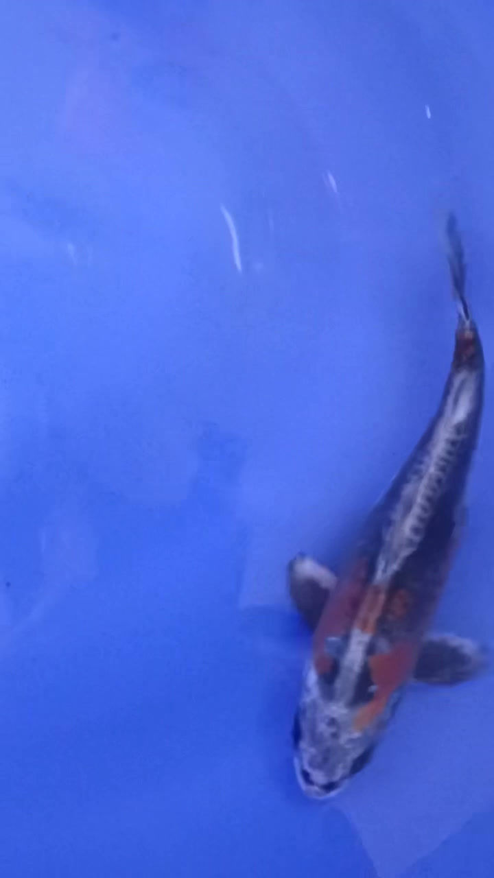 Thumbnail: Kin Kikokuryu (107)