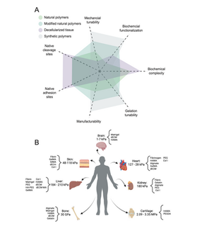 Maddie publishes in Cell Biomaterials