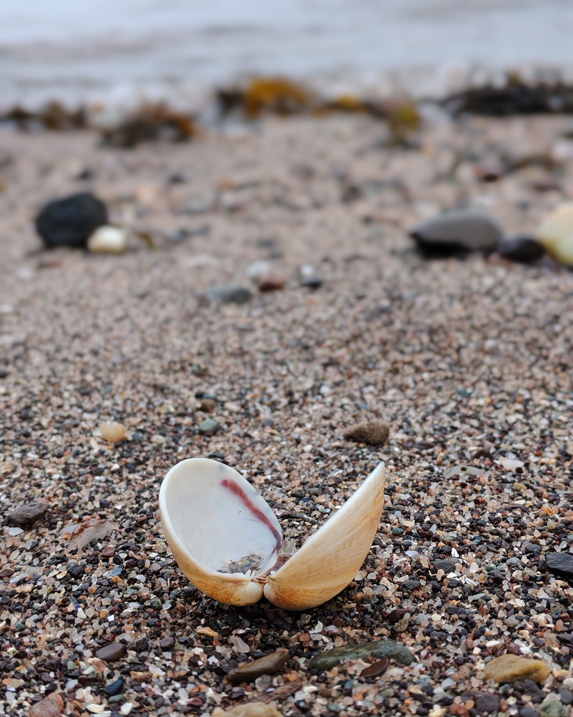 Open seashell on a beach