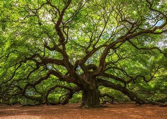 A Talk With The Trees