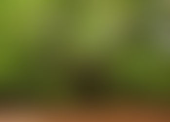 A Talk With The Trees