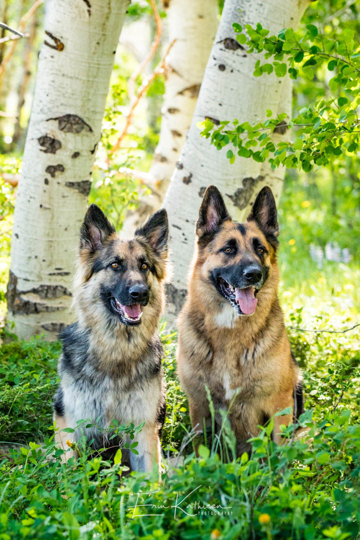 Panzer and Remi