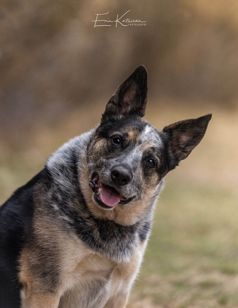 Bo