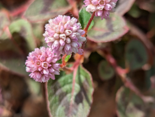 Reino Plantae, Padrón e bisbarra