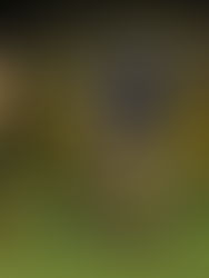 Semifinalistas definidas en la Copa Provincial femenina