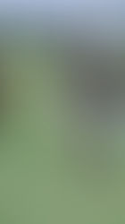 LIFUNE, Se completa la fecha 17 del Oficial A