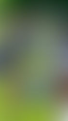 COPA DESAFÍO PARA LAS AZULES EN EL NACIONAL