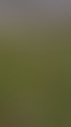 COSECHA CRUZADA EN EL OESTE