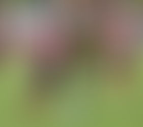 Zonas definidas para los neuquino por el regional amateur