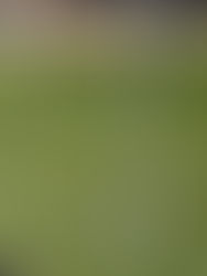 Unión de Zapala se prepara de cara a las finales de Copa Provincial