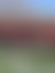 Pehuén, el nuevo mandamás del sur