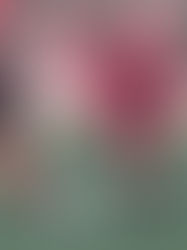 LIFUNE: Cambios importantes para el futuro del Fútbol Femenino