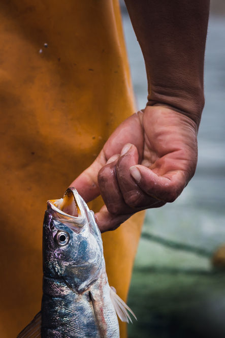 Pesca Cachema