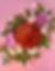 JARDIN DE FRAISES À LA ROSE 2