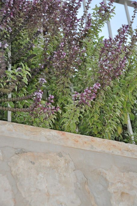 צמחייה פורחת צבעונית מעל קיר אבן לבן בשמש. AlonaSidi