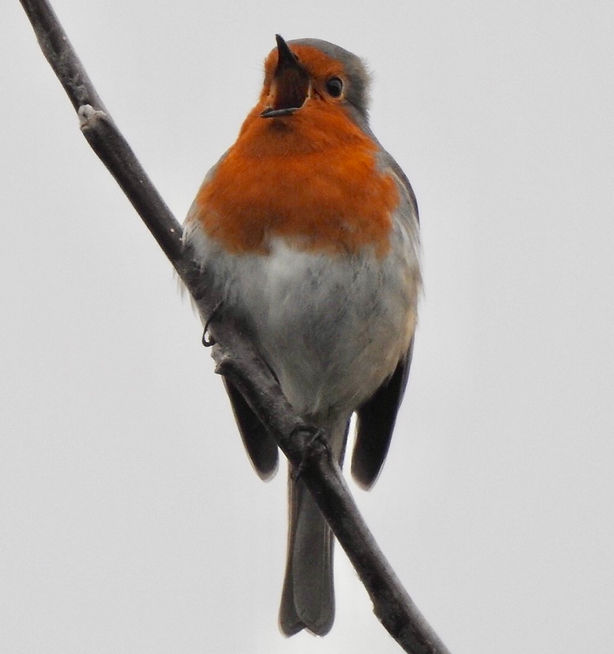 Screaming Robin