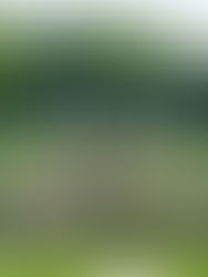 fc evolution presentation evening