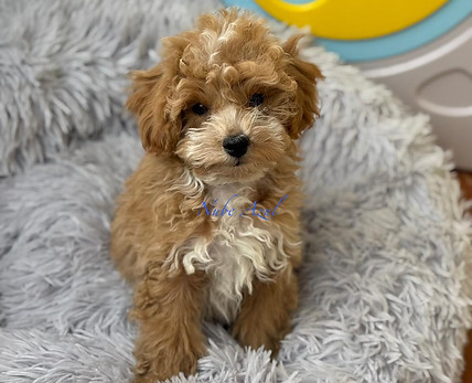 Imagen de WhatsApp 2025-10-22 a las 21.35.09_002df937.jpg