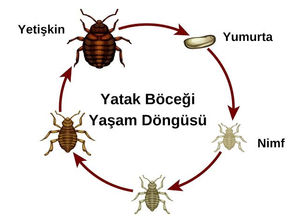 Tahta Kuruları