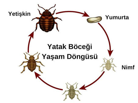 Tahta Kuruları