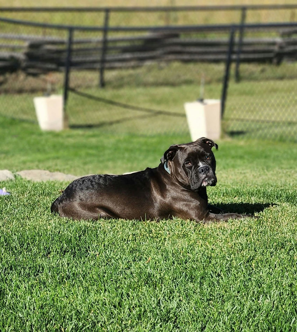 Beckingham, Son of Lexi x Arby