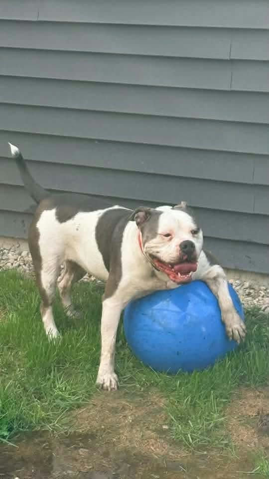 Kaida daughter of Tilly x Angus