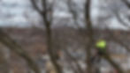 All Trees Inc - Tree Removal with Worker In Tree (2)_edited.jpg