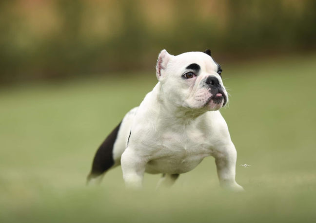 Exotic Bully Phoenix 3.jpeg