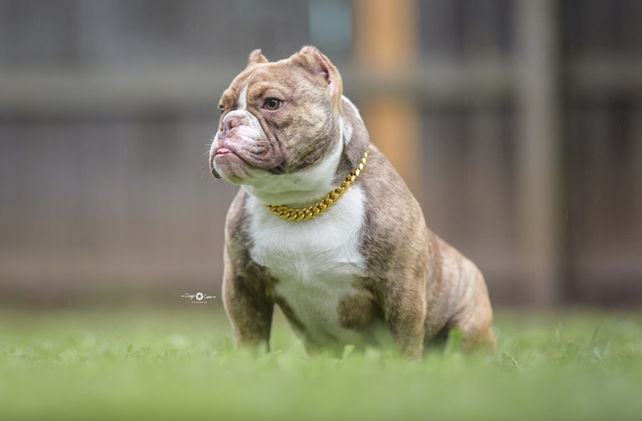 Exotic Bully Draco 6.jpg