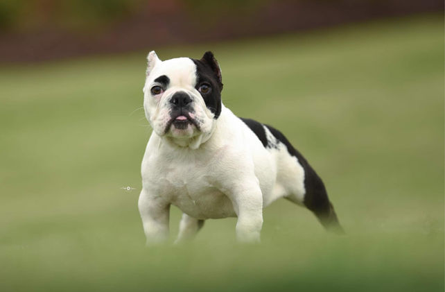 Exotic Bully Phoenix 5.jpeg