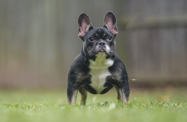 Frenchie Egypt 8.jpg