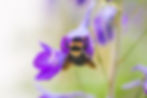 Bumble Bee Macro Shot