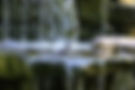 Bird in water