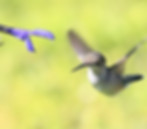 Humming Bird