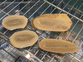 Fern Fossil