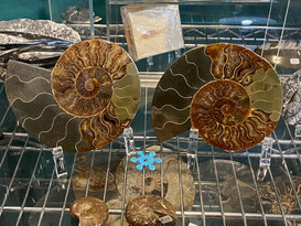 ammonite