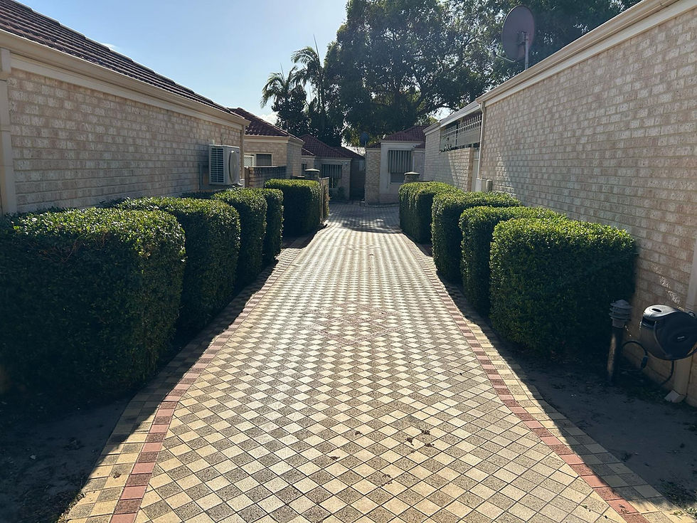 Local Riverton Magenta Lilly Pilly Hedges, maintained by ManBun Mowing. Despite a non-functioning reticulation system for 6 months, the Lilly Pilly thrived, showcasing vibrant foliage and excellent natural privacy.