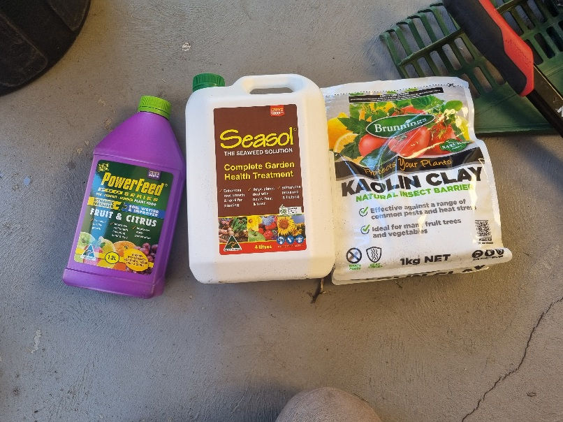 Three products for Citrus Gall Wasp care: Seasol, Powerfeed for Fruit & Citrus, and Kaolin Clay.