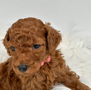 Ethically raised Standard Poodle puppy at Diamond Class poodles in Calgary Alberta