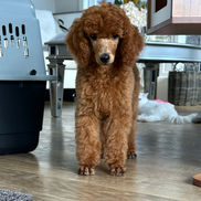 Ethically raised Standard Poodle puppy at Diamond Class poodles in Calgary Alberta 