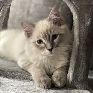 Blue Lynx Point Ragdoll Kitten