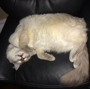 Sleepy Ragdoll Kitteb