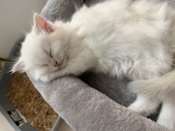 Blue Eyed White Ragdoll