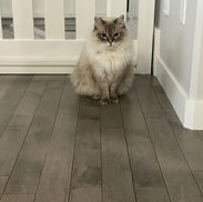 Diamond Class Ragdolls Blue Point