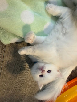 Pure White Ragdoll Kitten