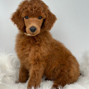 Canadian Kennel Club registered Standard Poodles at Diamond Class Poodles