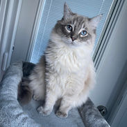 Diamond Class Ragdolls Blue Lynx Point