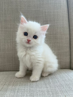 Blue Eyed White Ragdoll