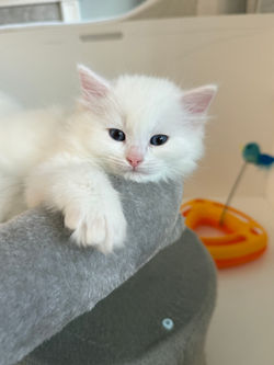Blue Eyed White Ragdoll